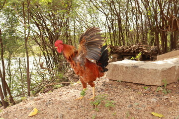 Cock and Hen Roaming Freely in Countryside Farmyard