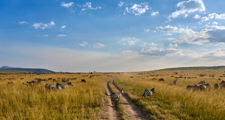 Obraz premium Zebras Crossing the Savannah Track in Maasai Mara
