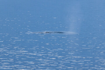 Fototapeta premium Whale swimming in the Southern Ocean