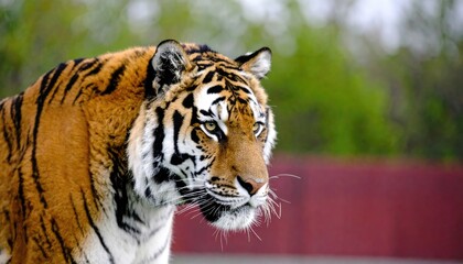 A majestic tiger gazes intently with striking orange and black stripes