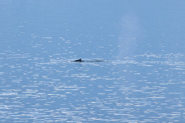Whale swimming in the Southern Ocean