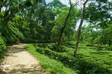 Fototapeta premium Lush Green Pathway through a Verdant Landscape Nature Photography