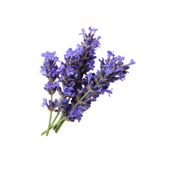 Obraz premium Aromatic Lavender Flowers Bouquet Isolated on Black Background