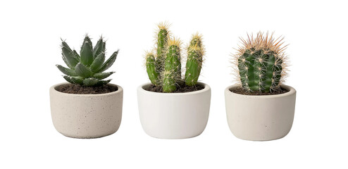 Cacti in pots isolated on a white background, three different cacti in flowerpots, front view, isolated on a white background