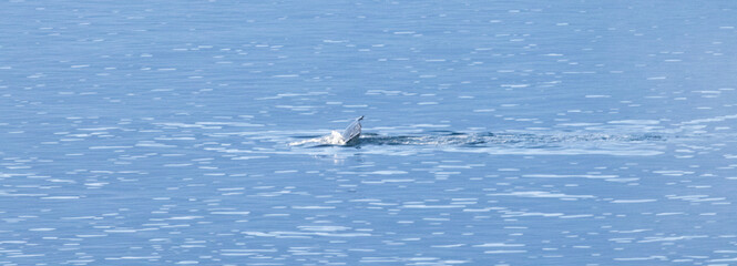Whale swimming in the Southern Ocean