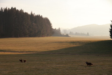 Obraz premium Field with a few trees and a few dogs