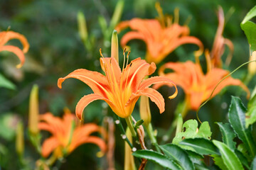 Obraz premium ハマカンゾウ Japanese Daylily
