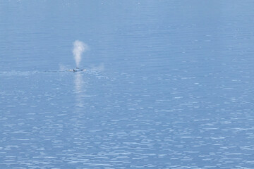 Whale swimming in the Southern Ocean