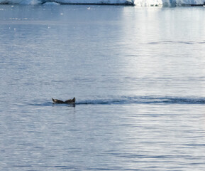 Fototapeta premium Whale swimming in the Southern Ocean