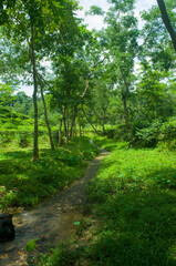 Tranquil Forest Scene: Serene Path Through Lush Greenery Nature Landscape Photography