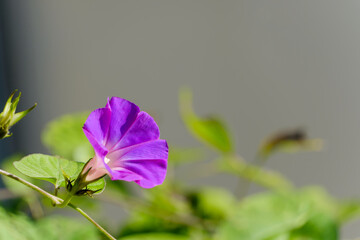 朝日に照らされる紫色の朝顔