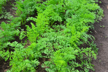 Vibrant Carrot Tops Flourishing in a Garden Bed