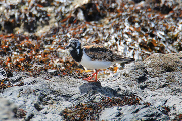 Ruddy turnstones at the atlantic coast of France