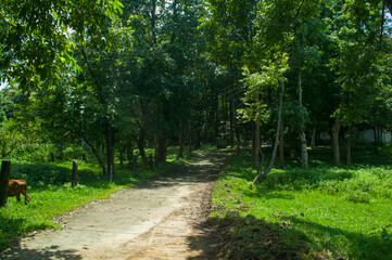 A serene forest path leading into lush greenery and trees, showcasing a vibrant nature style.