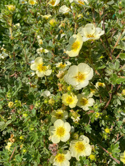 Kurilian tea flowers in soft yellow blooming abundantly in a lush green garden