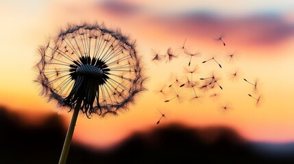 Naklejka premium Silhouetted Dandelion Seeds Gently Dispersing Against a Vivid Sunset Sky in a Tranquil Meadow