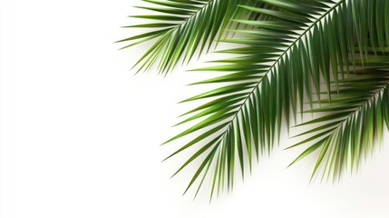 Palm leaves frame green leaf background.
