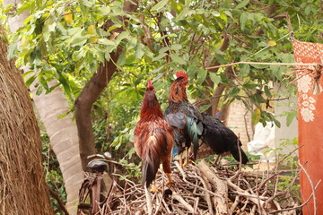 Cock and Hen Roaming Freely in Countryside Farmyard