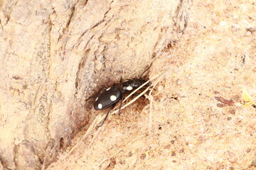 Close-up of a Black Beetle Insect on White Background