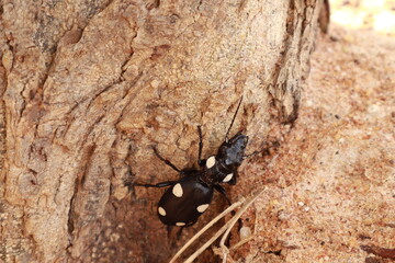 Close-up of a Black Beetle Insect on White Background
