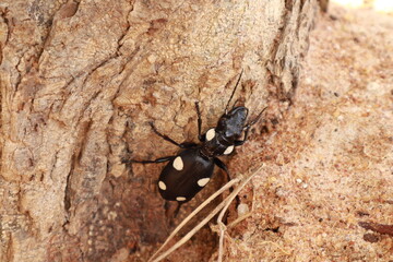 Close-up of a Black Beetle Insect on White Background