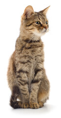 Fototapeta premium Domestic tabby cat sitting in profile view, isolated on white background