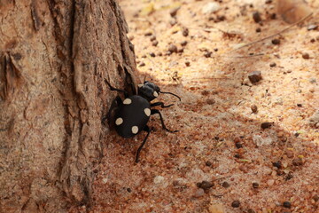 Close-up of a Black Beetle Insect on White Background