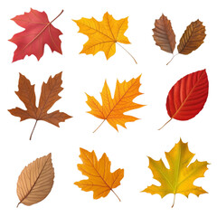 Obraz premium Colorful collection of autumn leaves in various shapes and sizes, showcasing nature beauty