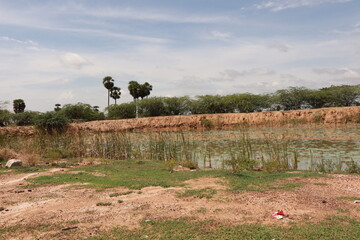 Green Harvesting Land for Agriculture with Fresh Crops and Natural Landscape