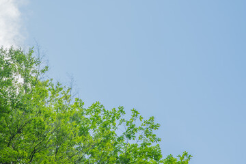 Obraz premium 爽やかな初夏の青空と、生き生きとした新緑の葉が美しいシンプルな風景。見上げた木々の間から広がる空は、デザイン用のコピースペースとして最適。環境やエコロジー、希望や未来をテーマにしたコンテンツに。