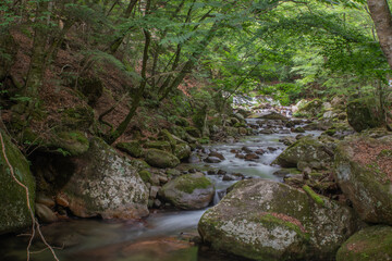 山梨県北杜市の本谷川の、長時間露光で撮影した夏の渓流風景。スローシャッターで絹のように滑らかになった水の流れと、苔むした岩々が美しい。深い森の静けさと清涼感、癒やしを感じる一枚。

