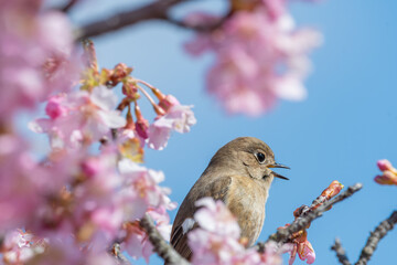 河津桜の枝にとまるジョウビタキ