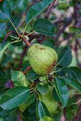 A single, green, speckled pear hangs from a branch, surrounded by lush leaves. The fruit appears unripe, captured in a detailed close-up shot.