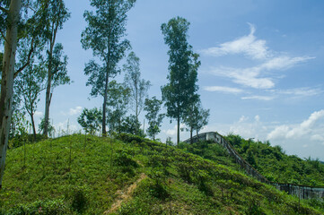 Serene Landscape: A Captivating Impressionist View of Nature's Beauty under a Bright Blue Sky with Lush Greenery and Towering Trees