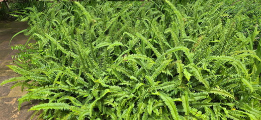 Boston Fern or Nephrolepis exaltata (Sword fern)The leaves are pinnately compound, with pointed tips beautiful bush. An ornamental plant that can absorb toxins well. Ornamental plant in the garden
