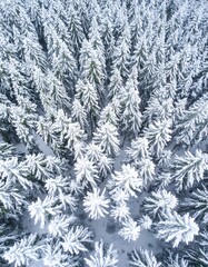 Snowy Pine Forest Aerial View