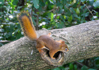 Curious Red Squirrel Exploring a Tree Hollow in Summer Forest