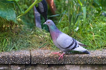 Stadttaube im heimischen Garten