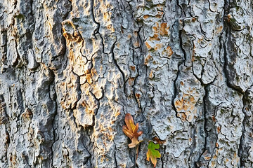 Close-up seamless detailed oak bark texture with autumn leaves