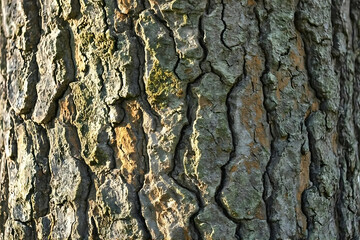 Close-up oak bark texture with sunlit moss and deep cracks.