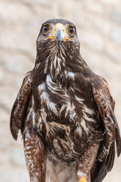 Oiseau rapace Buse de Harris