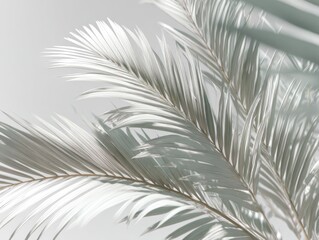 Obraz premium Close-up of light gray palm fronds against a light gray background