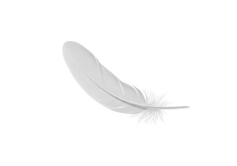 White feather isolated on transparent background, a symbol of lightness and softness