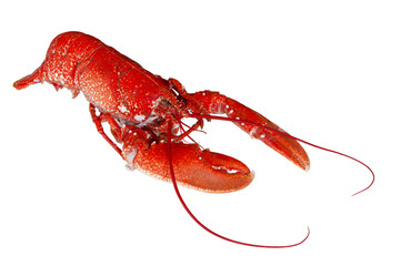 Freshly boiled red lobster isolated on transparent white background. Top view Image.
