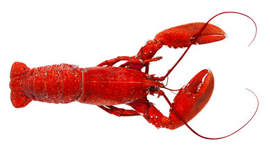 Freshly boiled red lobster isolated on transparent white background. Top view Image.