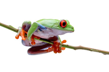 Red-eyed tree frog closeup on branch, red-eyed tree frog (Agalychnis callidryas) closeup