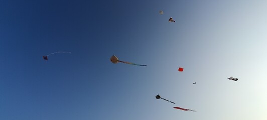 birds in flight