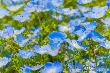 青く可憐に咲くネモフィラの群生