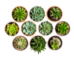  Assorted Succulent Plants Arranged in Round Pots, Top-Down Flat Lay, isolated on transparent background