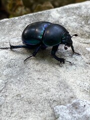 beetle on the stone